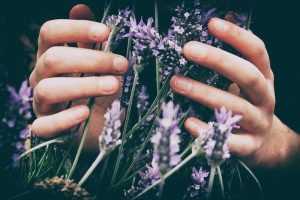 lavender benefits